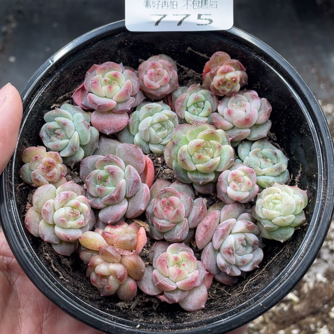 云糖心多肉植物775