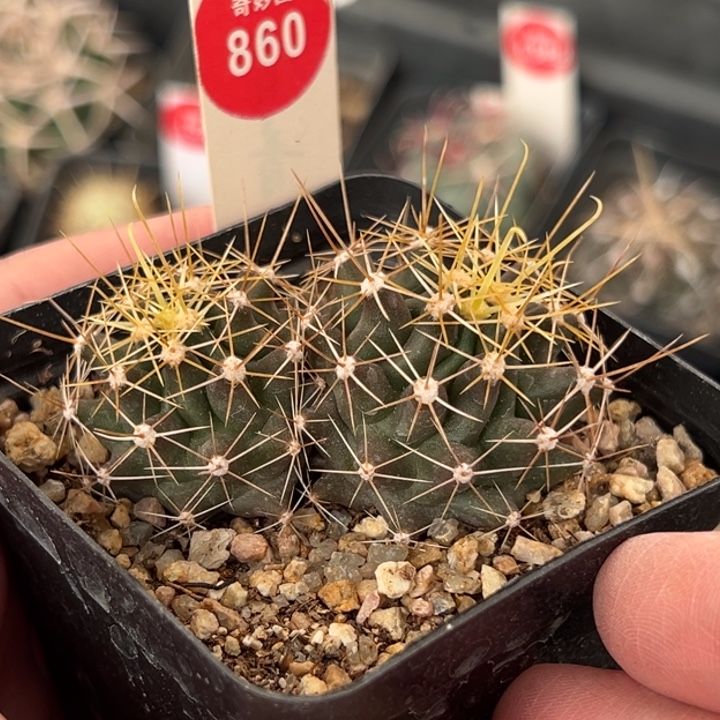 实生双头金勾刺球一棵仙人球