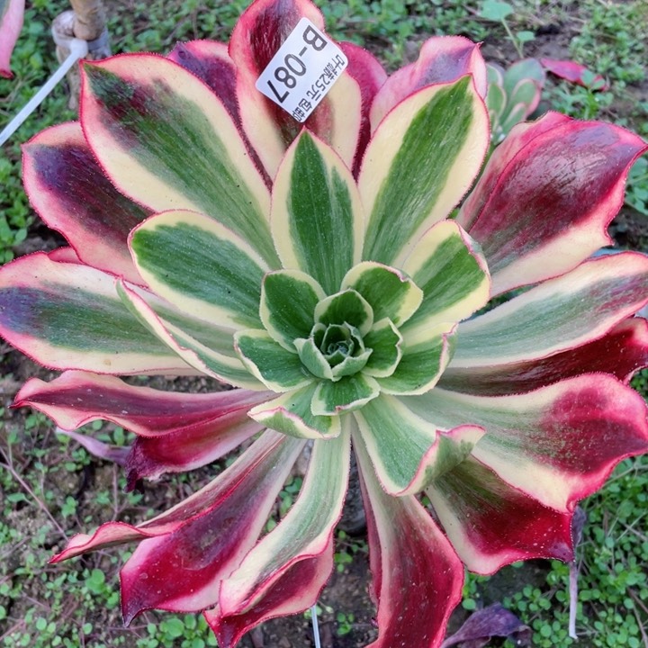 87魅影嫁接多肉12345678