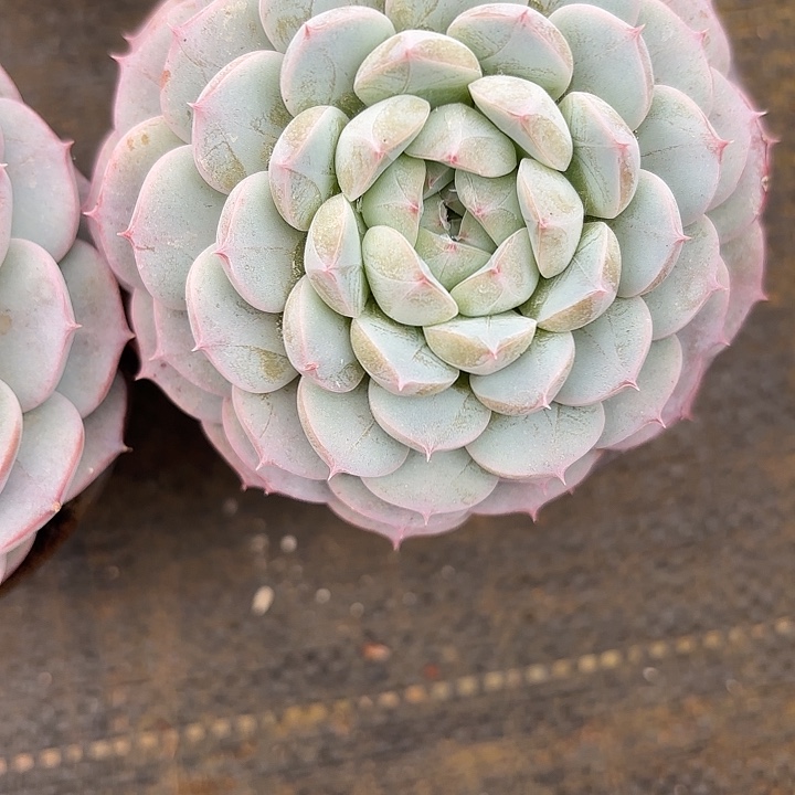 浩然（拍满18发货、偏远地区不包邮）