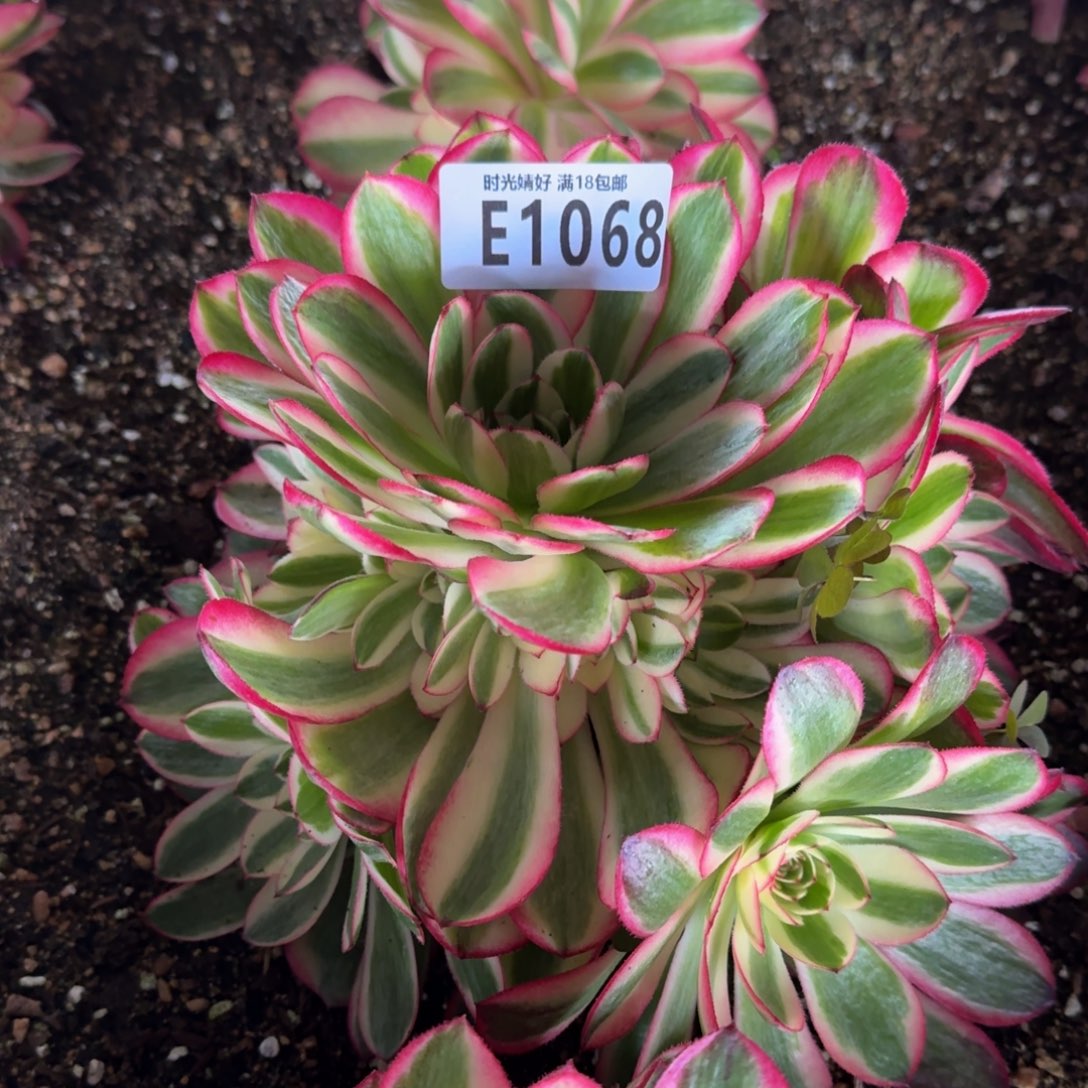 1068荔枝多肉植物