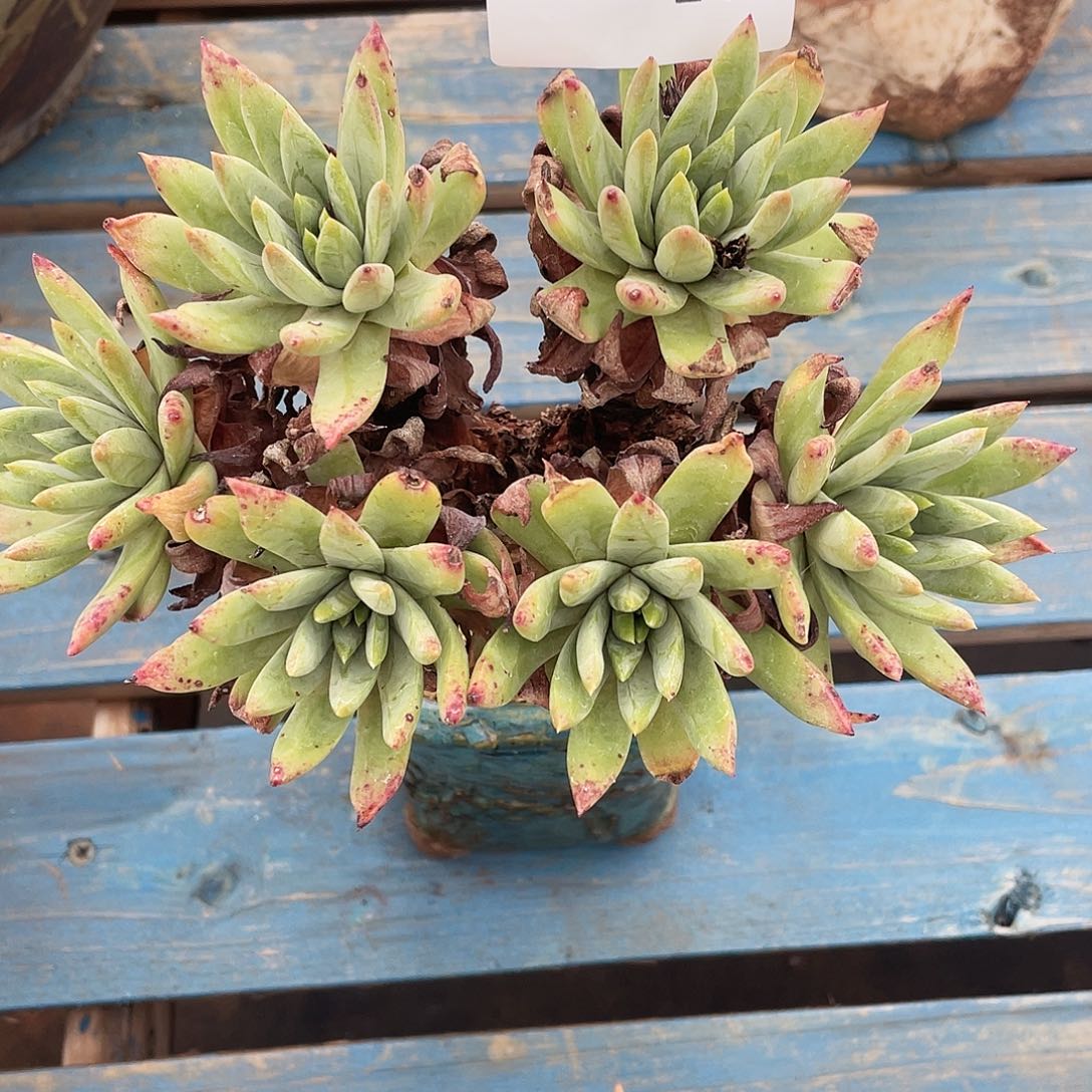 绿拇指杂交老桩915