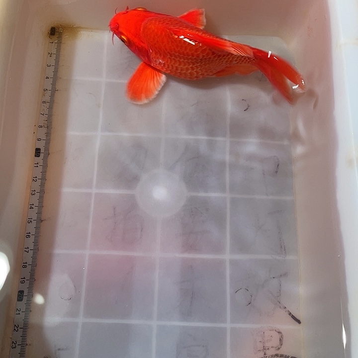 蝴蝶鲤鱼渔场直发15