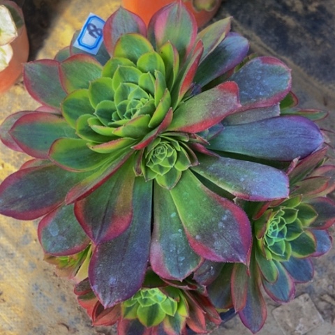 奶白多肉植物18多肉