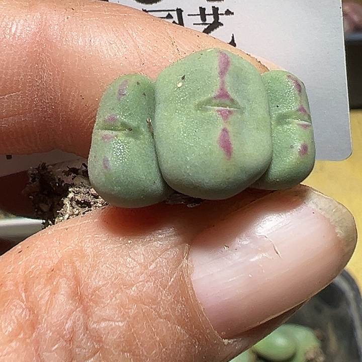401号福利少将多肉植物