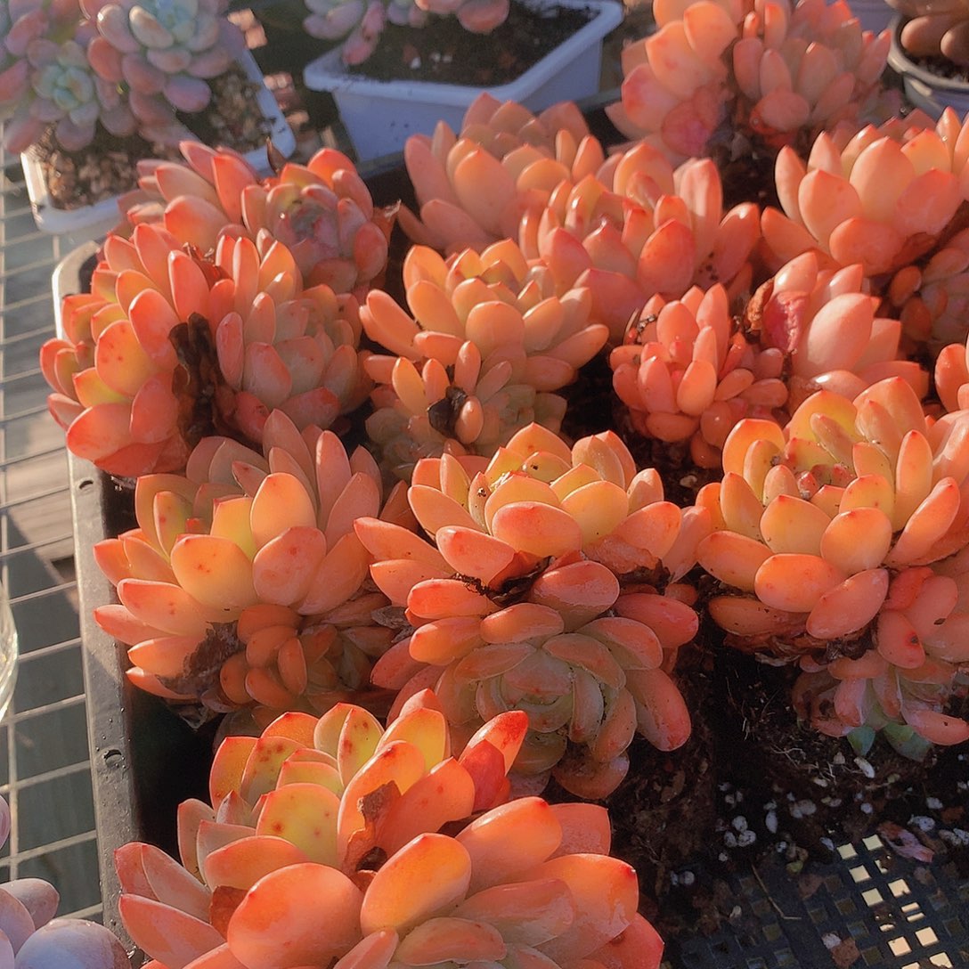 两颗全明星345678899999