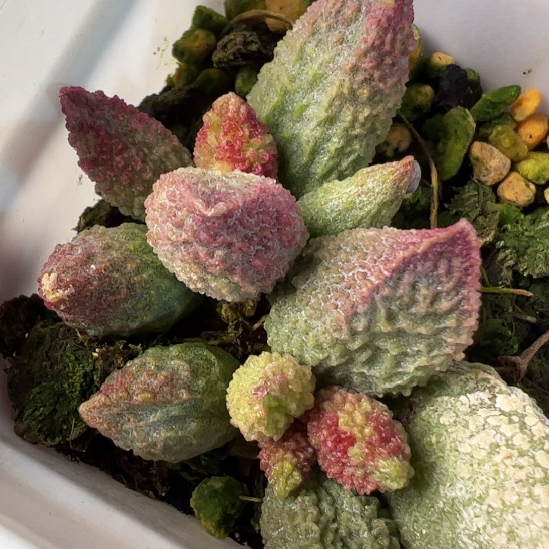 实生新品多肉植物水泡