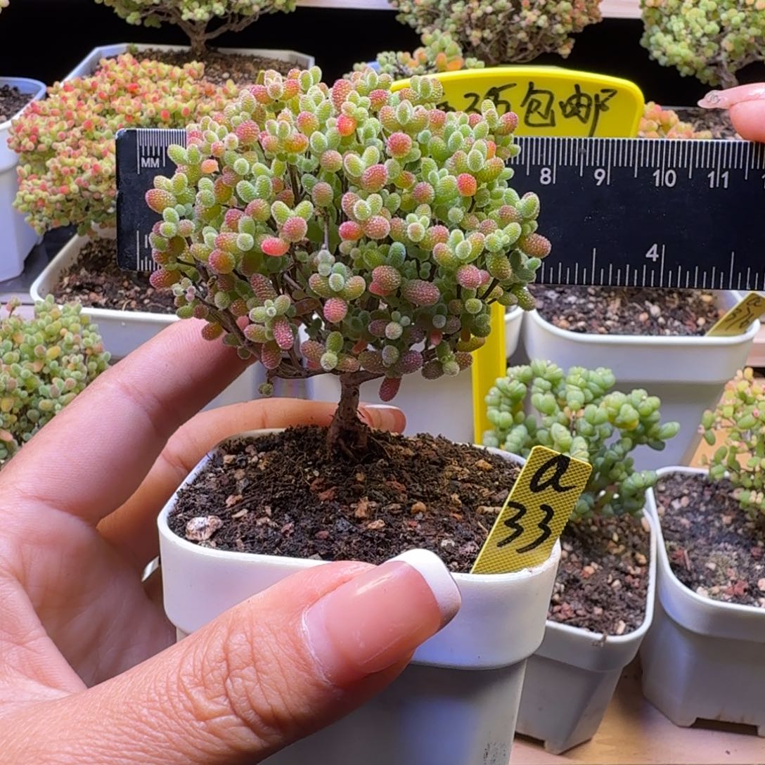 a33号橘子糖冠服7厘米左右