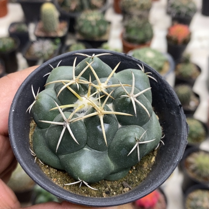 实生安宅象牙特价