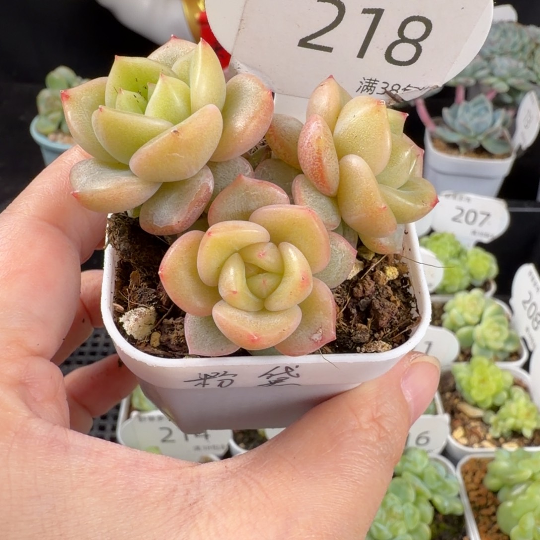 粉黛珍妮三头群218号