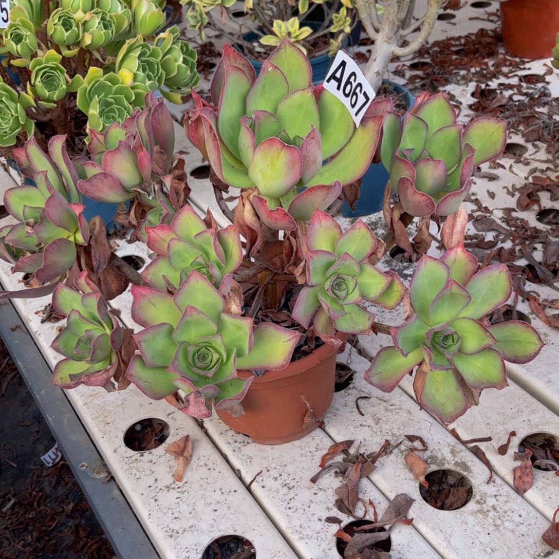 红富士7//-9包邮法师