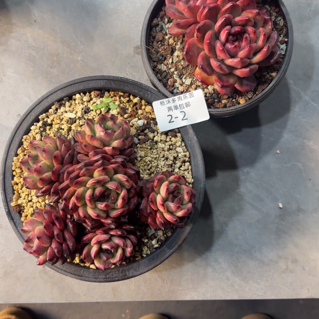 酸***仔2-2TM多肉植物多肉