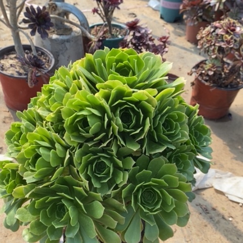 绿玫瑰多肉植物012