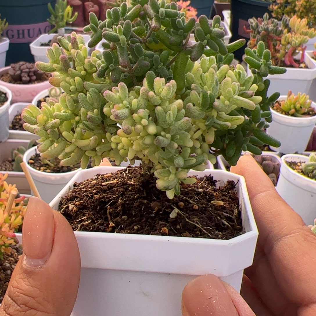 *****多肉植物枝干米粒锦阴阳拉丝