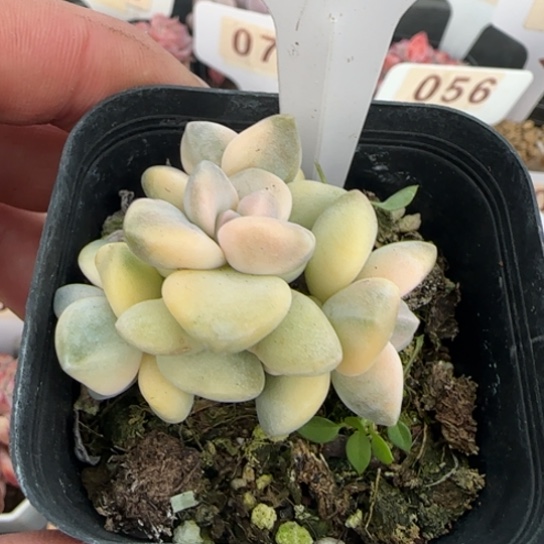 83美杏锦多肉满18包邮