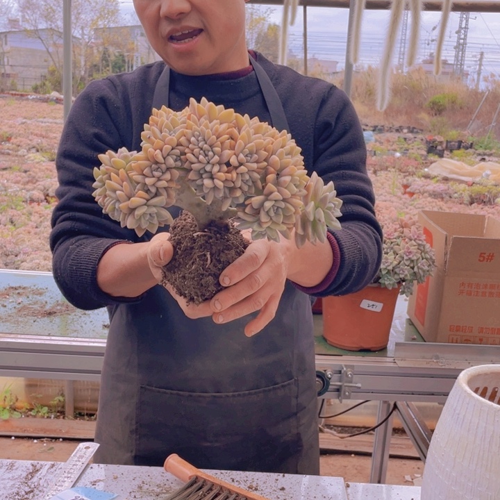 286淡雪缀化一物一拍