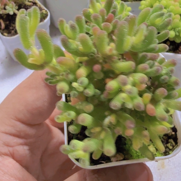 荧光兔锦王炸一颗