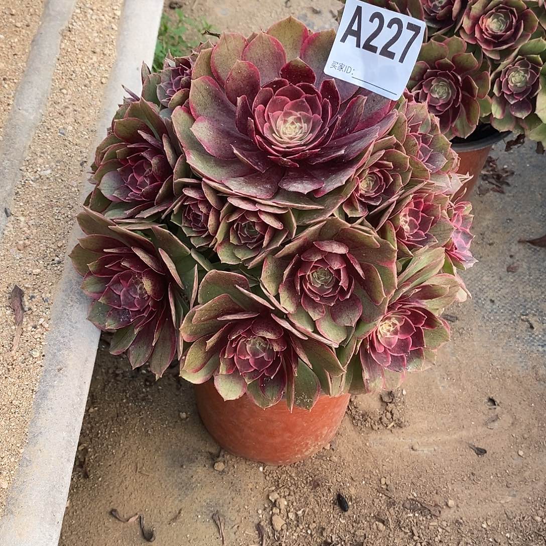 粉花妖多肉法师227