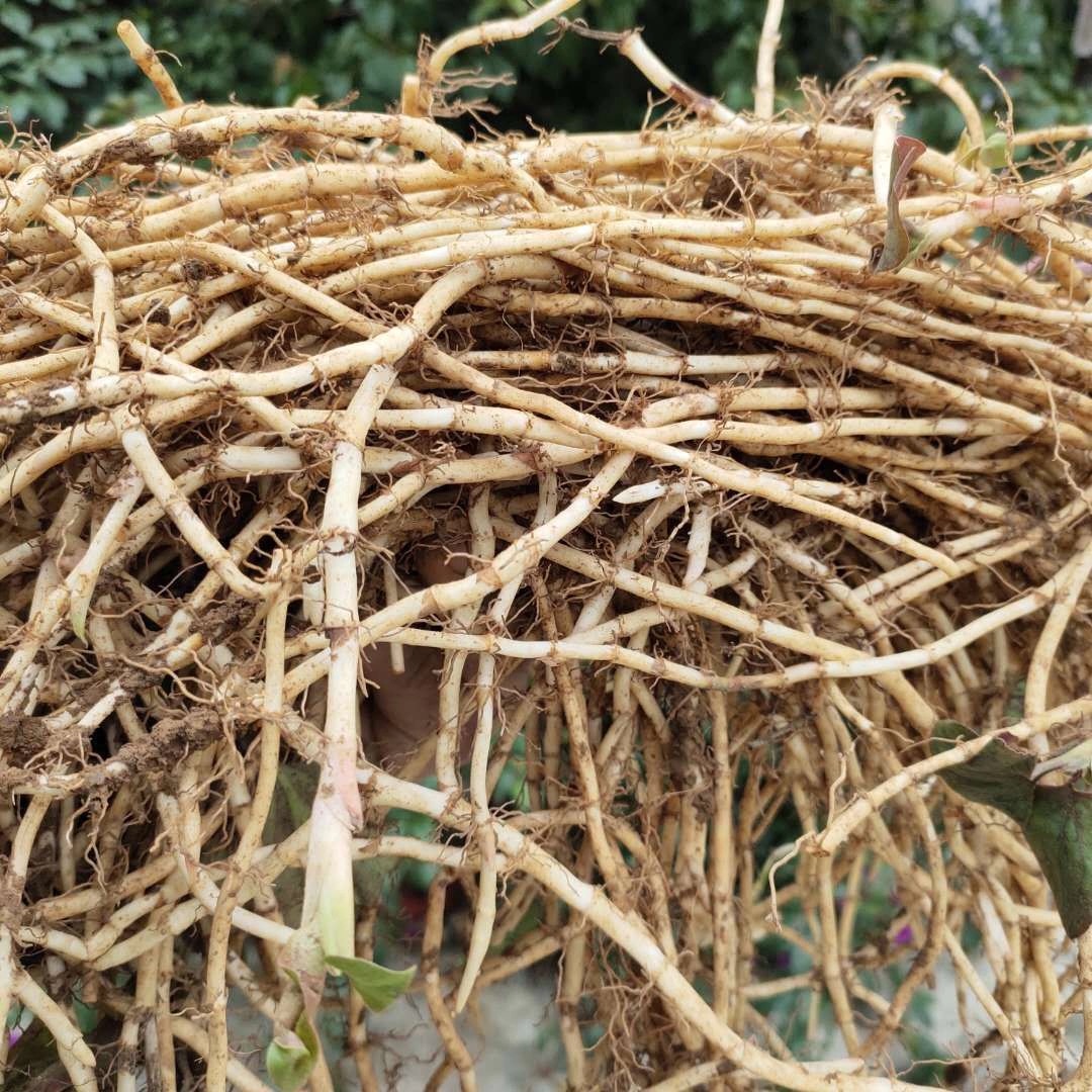 当阳折耳根原产地直销新鲜现挖