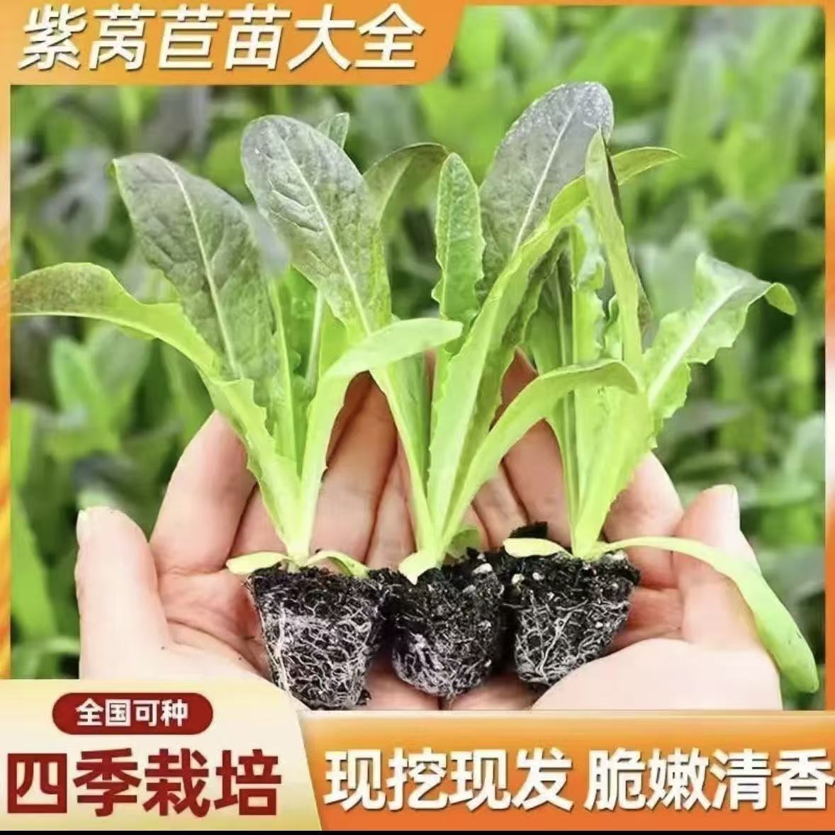 青皮绿肉莴苣苗红皮莴笋苗高产耐寒秋冬季蔬菜苗
