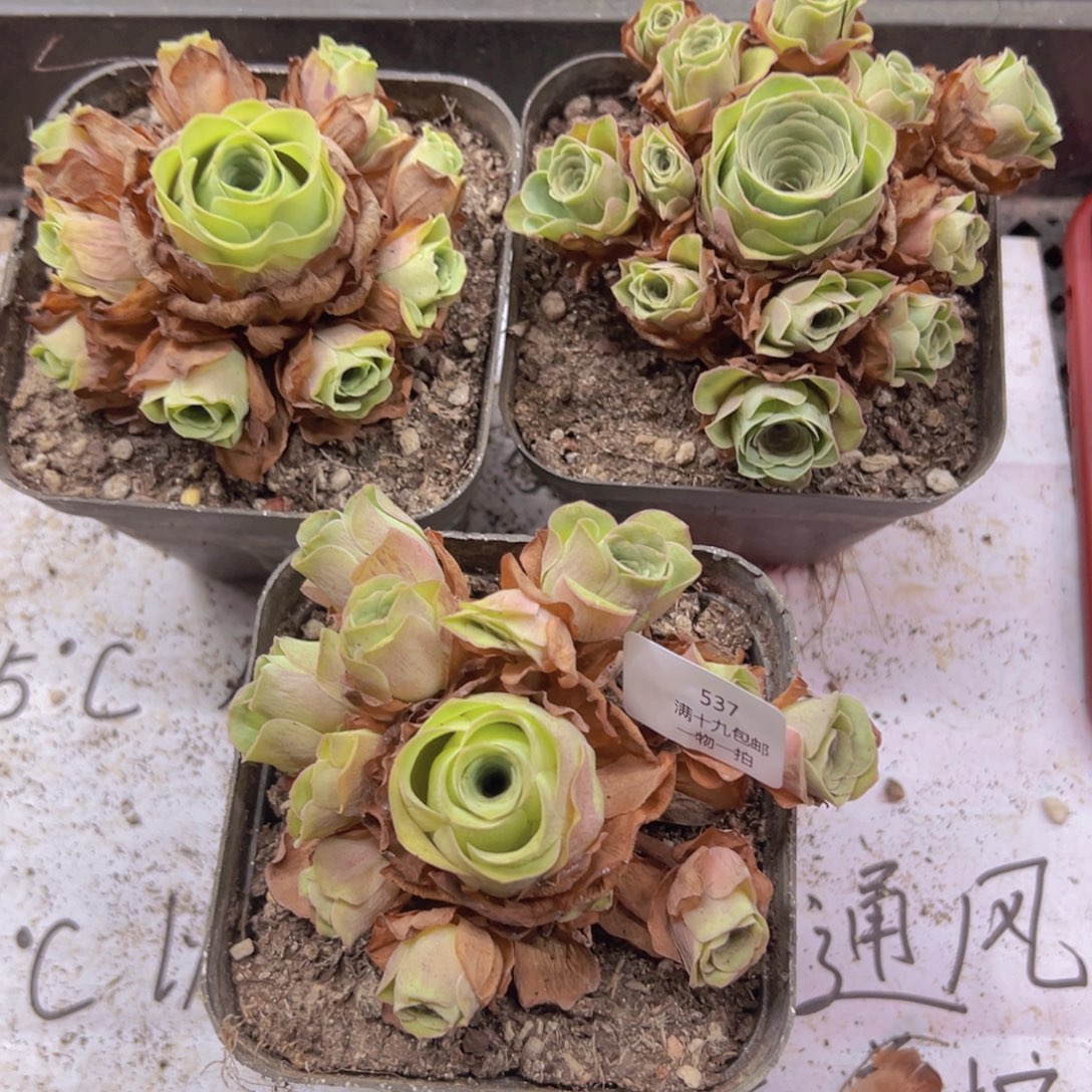 一***)537 侧牙掉了不包损无售后