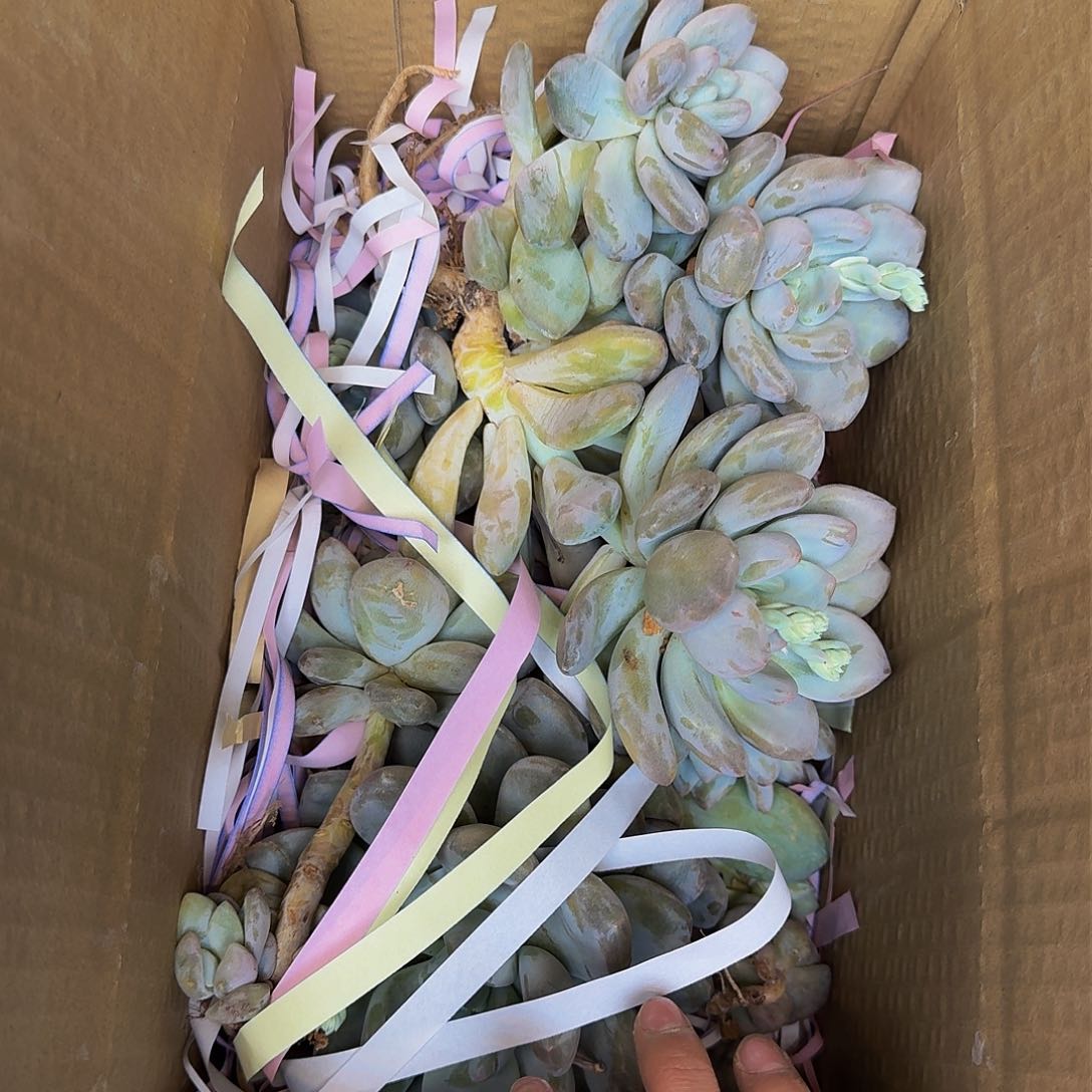 多肉混装不包损8