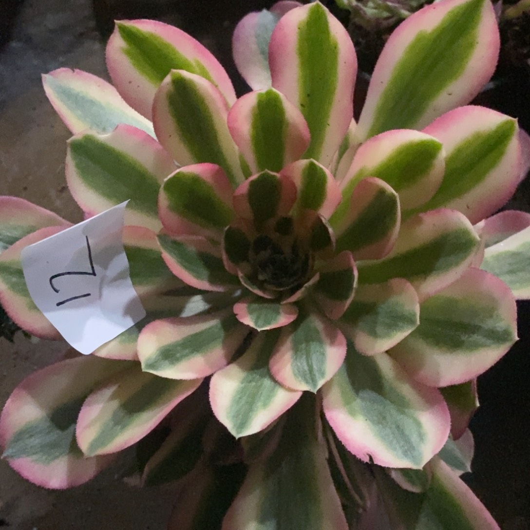 12女巫多肉植物保护