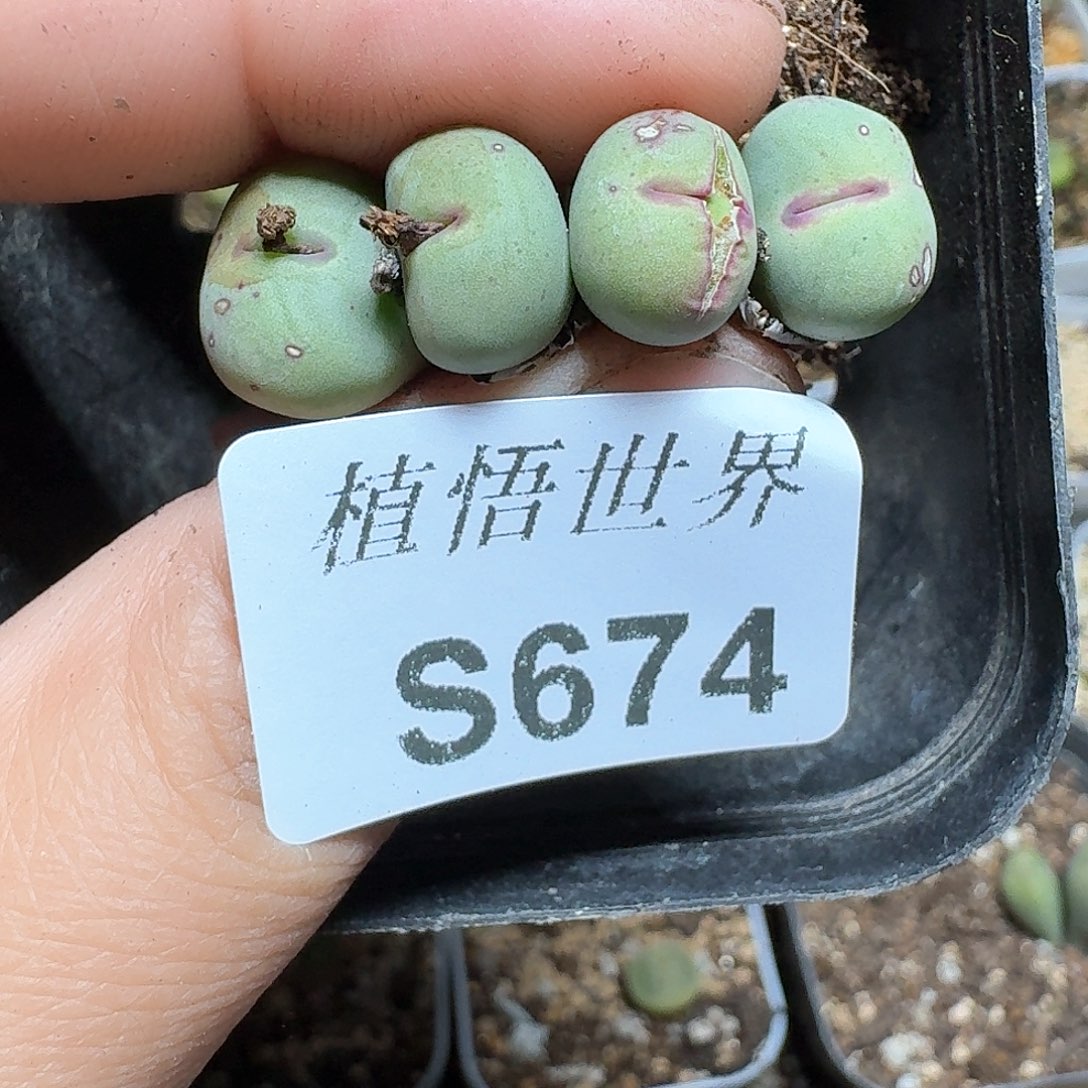 674号多肉植物哇c g