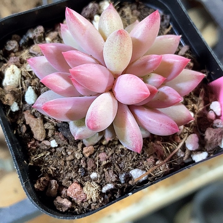 多肉植物虞美人388