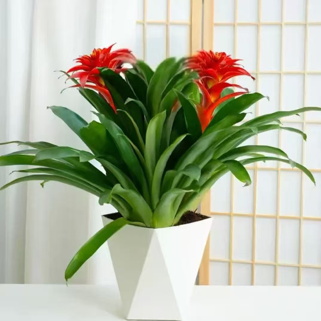 2棵装鸿运当头盆栽大红星室内前台好养办公室客厅绿植花卉年宵