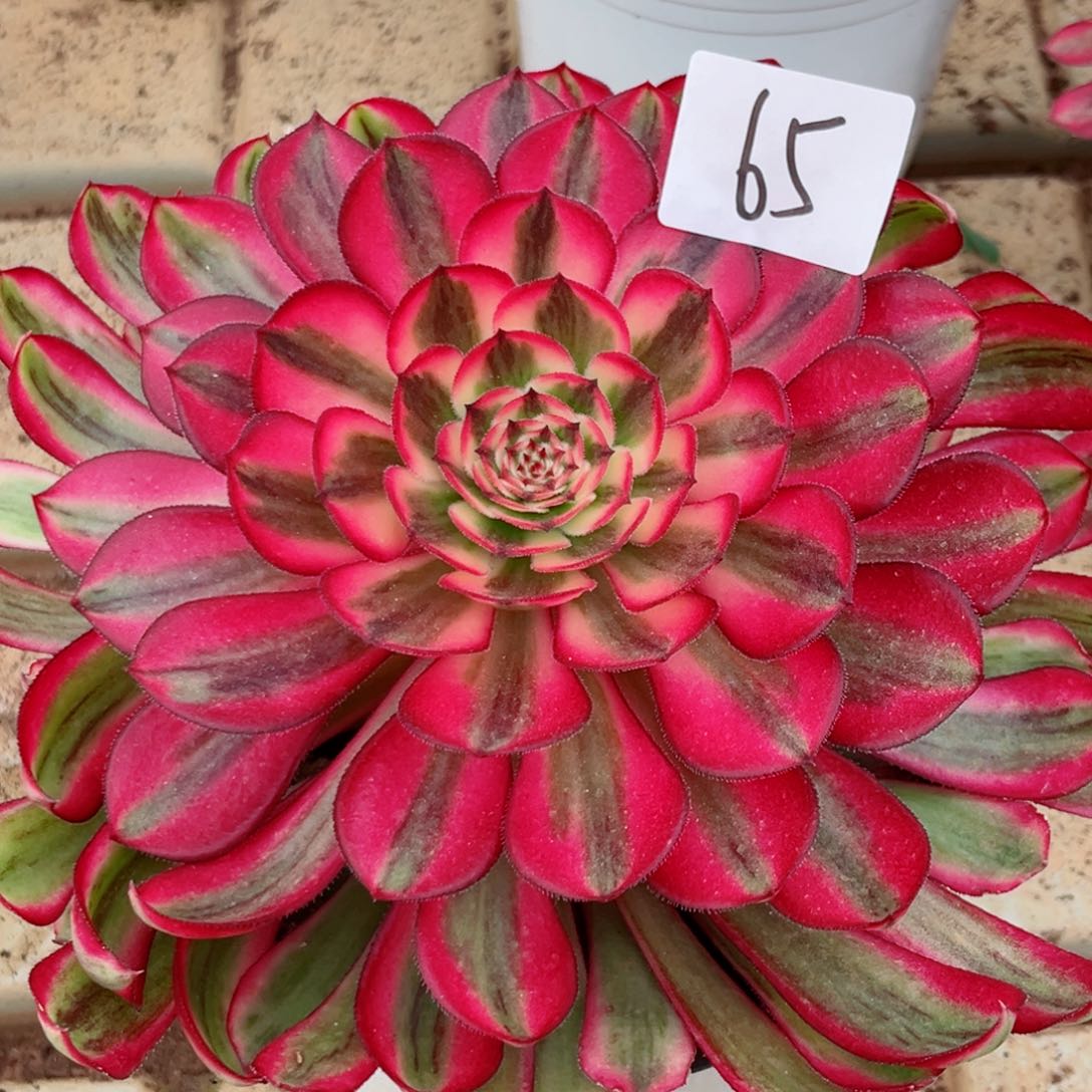 一物一拍多肉法师65