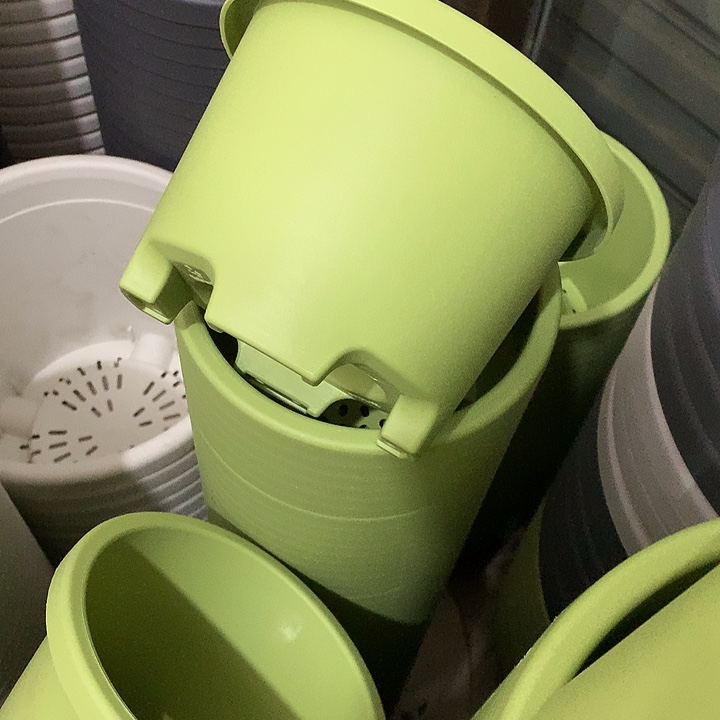 球根口17号12果绿5个