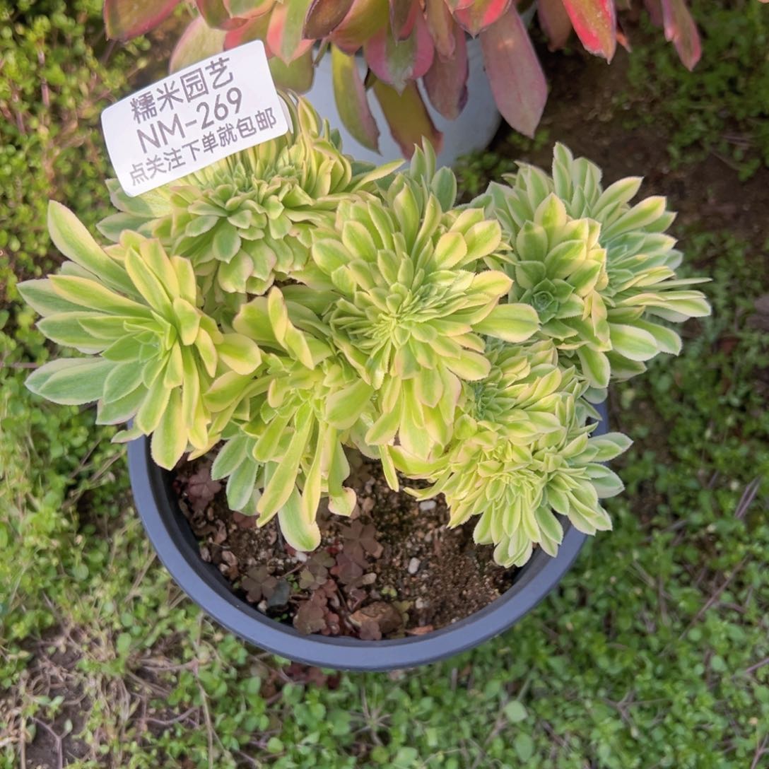 碧玉缀多肉植物269