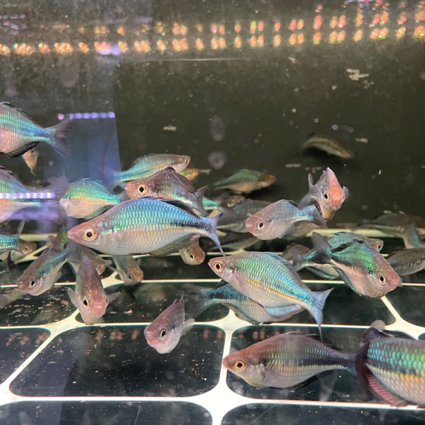 美人系列～ 蓝美人小型热带淡水鱼 运输过程会产生惊色