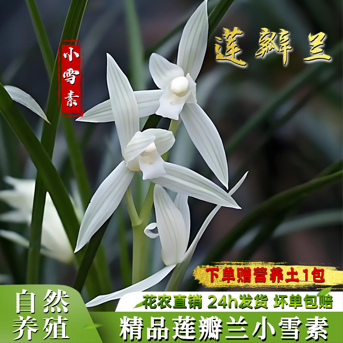 兰花苗莲瓣兰小雪素盆栽带花苞出售四季浓香型养死包赔