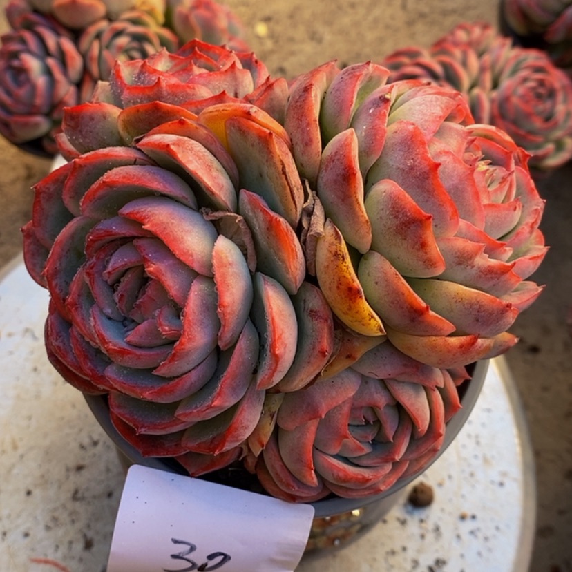 【闪购商品】x****g多肉植物