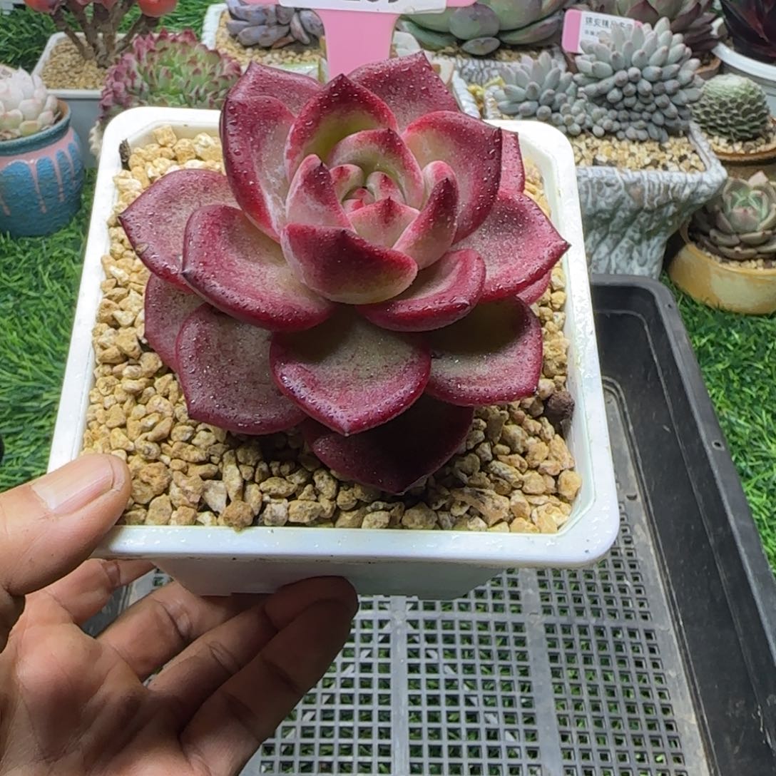 锦安精品多肉编号269