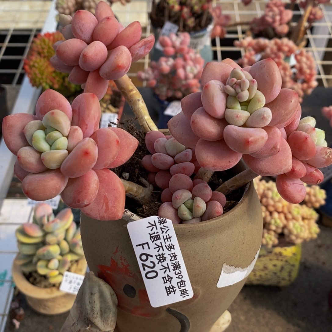 樱花洛神620/12cm