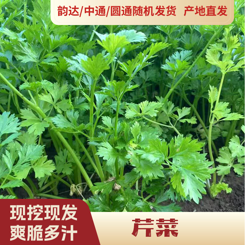 【发韵达快递】农户自销芹菜
