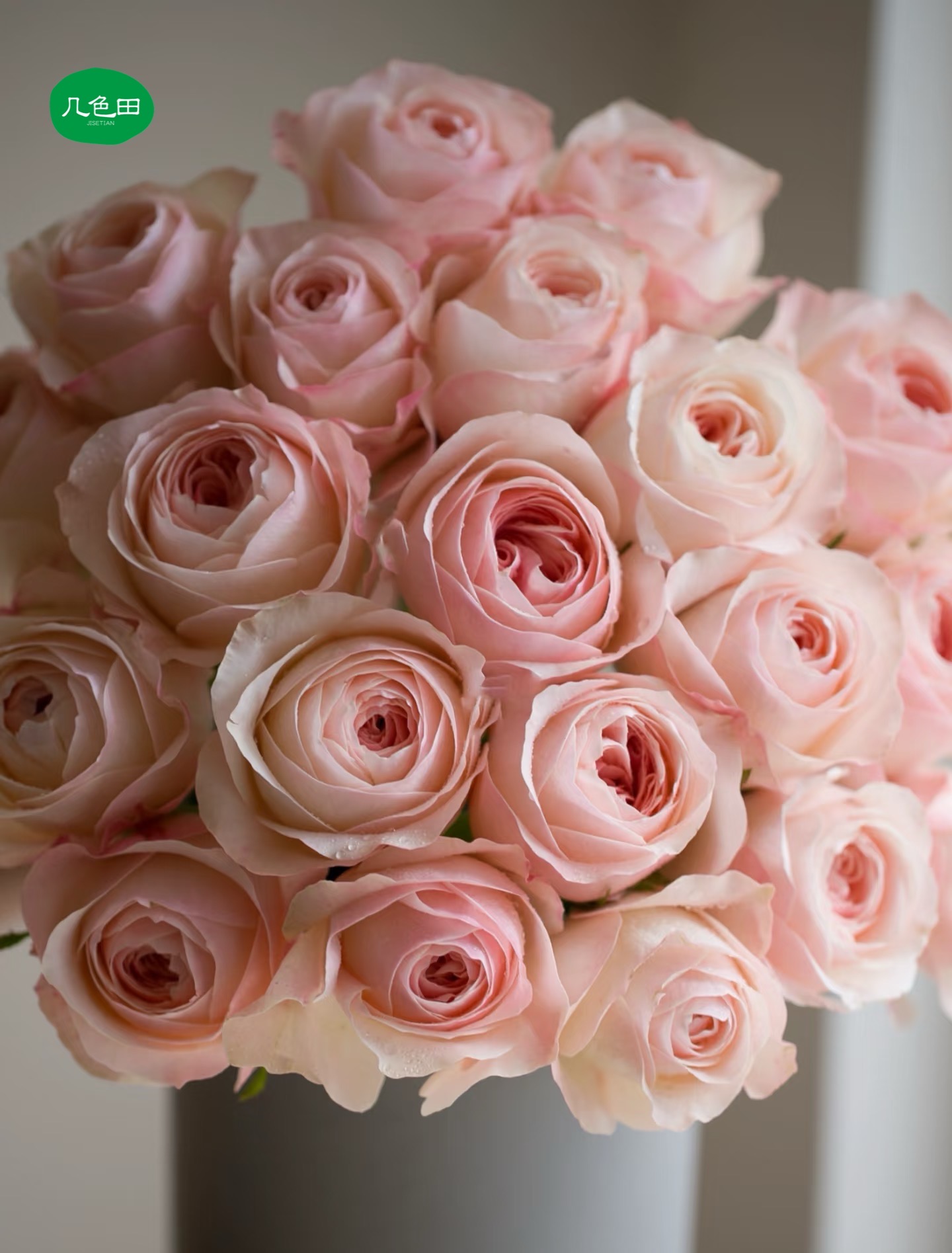 凯瑟琳----稀有单头玫瑰云南直发鲜花云南花插花鲜花 