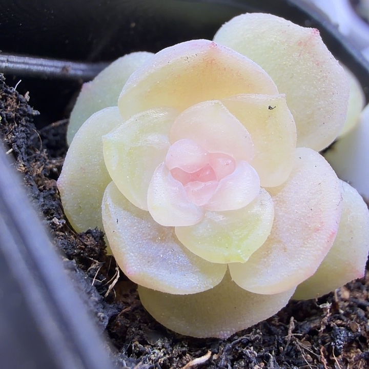 白灵四公分盆口啊