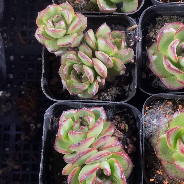 6.5方盆双头万宝龙