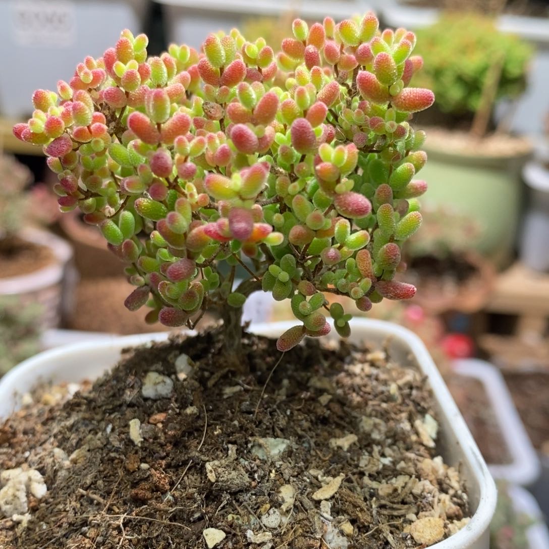 蜜桔糖球枝干番杏A625