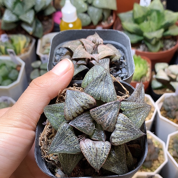 青蟹带盆土带哦tzjjlo