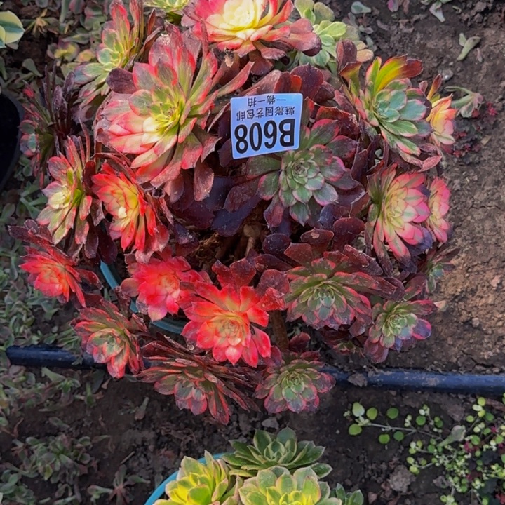 火烧云花30-48包邮花花