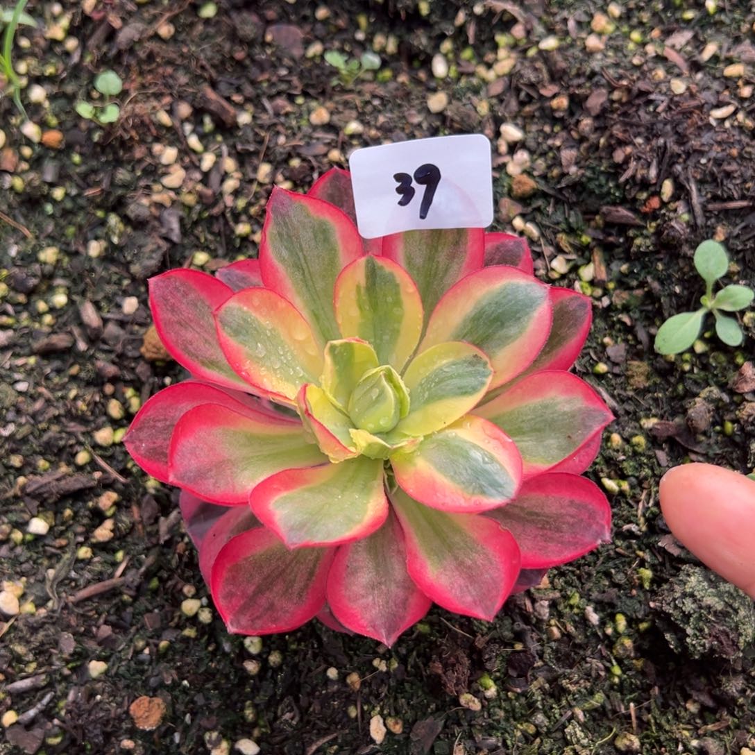 39如意一颗9.9多肉