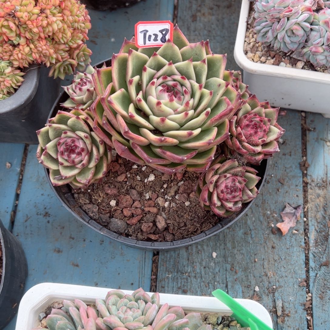 蛋***子精品多肉植物老桩