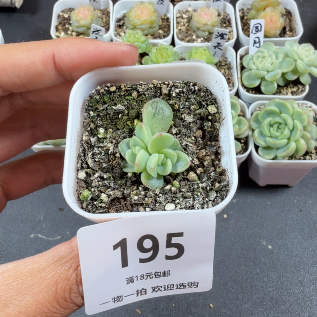 与***方青柠双头一物一拍195