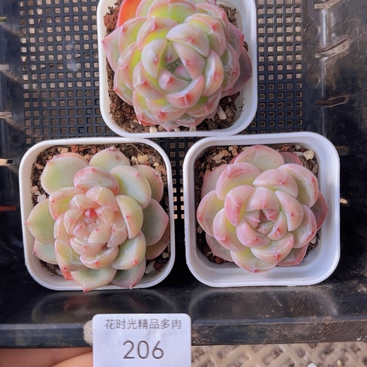 花时光精品多肉206