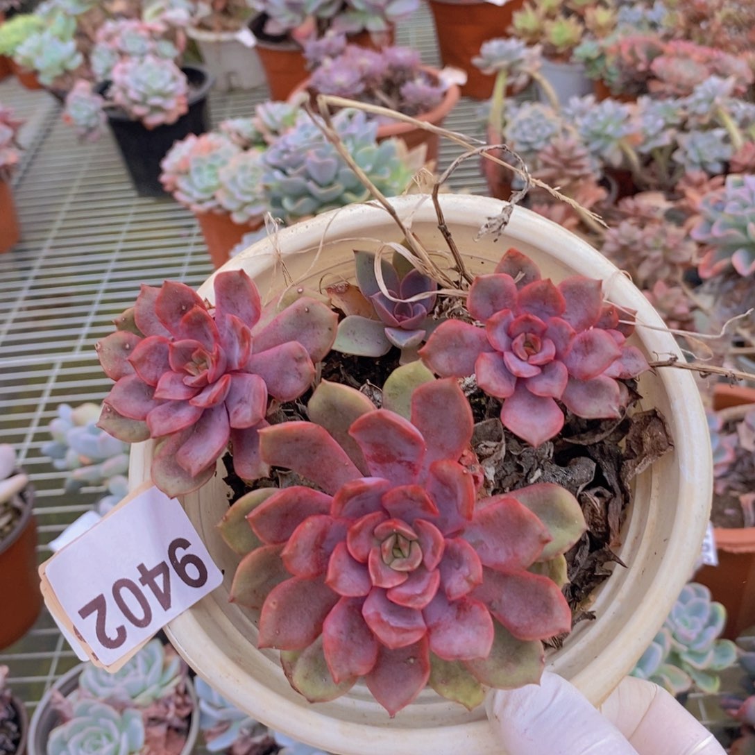 9402红玫瑰一物一拍